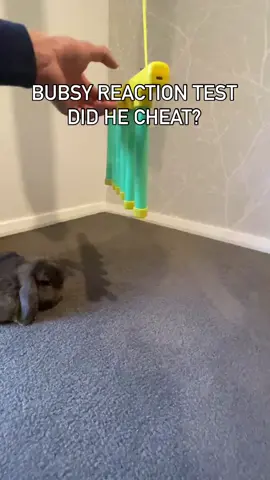 Bubsy reaction test #reaction #test #rabbit #animal #cute #funny #bunny