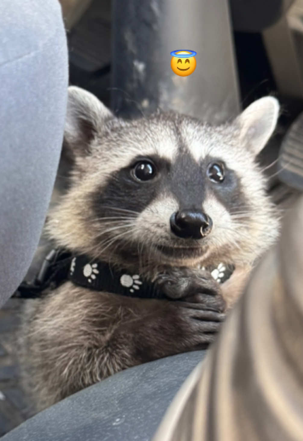 El más tranquilo🦝🩵 #fyp 