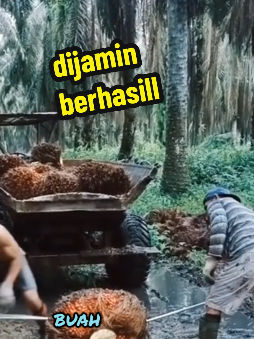 cara melebatkan pohon sawit yang sulit berbuah #petaniindonesia🇮🇩🇮🇩🇮🇩🌿🌿 #pyfツ 