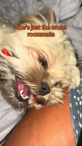 #ShihTzu #ShihTzu’sOfTikTok