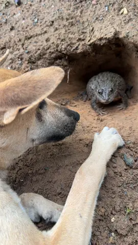 funny videos dog vs frog #frog #funnyanimal #shortsfeed #wildlife #olebrandselect 