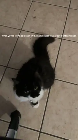 But I can’t say no to that face. #aquateenhungerforce #fyp #catsoftiktok #gamers #glasses #beard #cats 