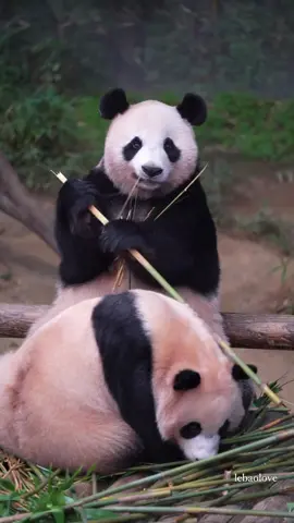 Saat Hui ingin bambu mama, sang mama memotek bambu menjadi dua bagian, satu bagian diberikan untuk putrinya dan satunya lagi untuk mama 🥹😘❤🐼 // 🎥 06-08-2025 // #huibao #aibao #pandalover #huibaoandmama #pandababy #pandaworld #everlandkorea #baofamilyinkorea #giantpanda #baofamily #pandalife #panda #fypシ゚viral #videoviral #fyp 