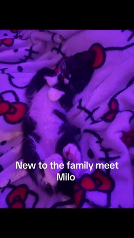 Hi my name is Milo I’m 8 week old @🧸 @ටɾҽօ𝟙५ӠƼ🐈‍⬛ 