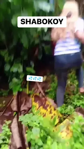 Akala ko naman biro lang yung pag bembang ng mga Bisaya sa puno ng saging at farm animals, totoo pala. WTF⁉️ Sana turuan nyo rin yung mga Tangalog para hindi na lumobo yung HIV sa bansa nyo, masyado kayong maka sarili kaya pala ang bilis dumami ng saging sa inyo kase inaasawa nyo.