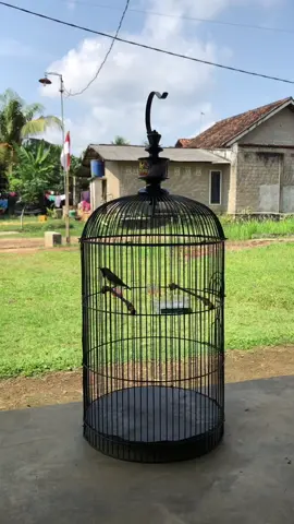 Forsale sogon bahan pikiran #sogonmania #sogonmaniaindonesia #sogongacor #pancingansogon #sogon 
