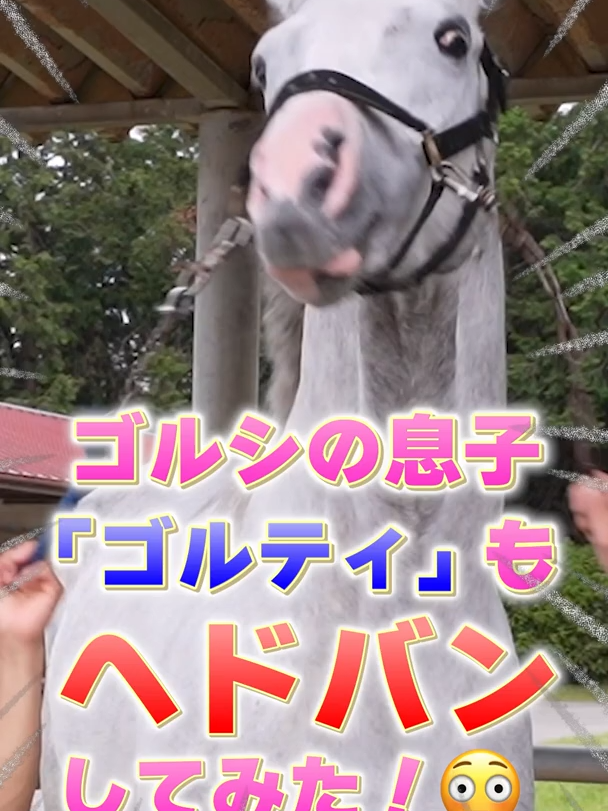 #ルシの息子ゴールドアバンティがついに父同様本能に目覚める瞬間がコチラ＃shorts＃ゴールドアバンティ＃ゴールドシップ#競馬 #馬主