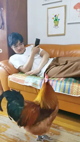 Let's take a nap together #pet
 #pets
 #chicken
 #petchicken
 #fyp
 #tiktok
 #wow
 #chickens
 #chickenlife
