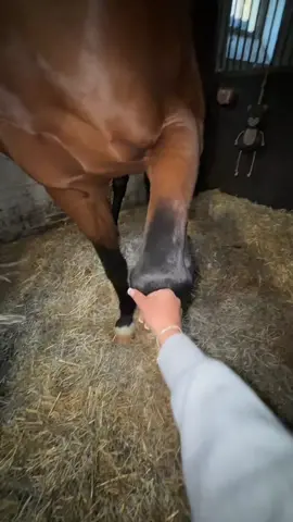 Können eure Pferde Tricks?👊🤪#fy #viral #tricks #horse #fun 