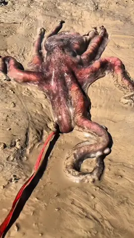 Giant octopus 🐙 #nature #animals #octopus #seafood #sealife 