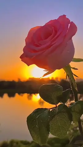 #متابعه_ولايك_واكسبلور_احبكم #الللهم_امين_يارب_العالمين 
