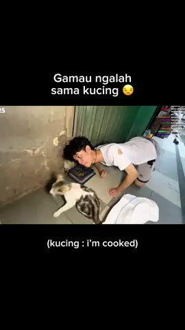 kucing : laihailah, punya gw masi aja lu ambil #apih #clips #irl 
