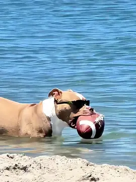 Dog’s 1st day at the beach 🌊🐕💥#dogbeach #dog #pet #foryou #dogsoftiktok #funnydog #animals 