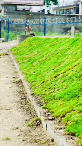 Grass plantation first day