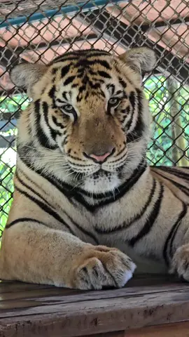 Abea Heng 🔥 #kucing #cantik  #harimau