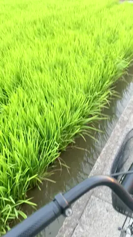 Sukoharjo bagian kidul 