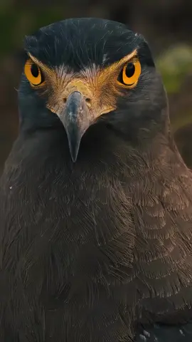 نظرة 