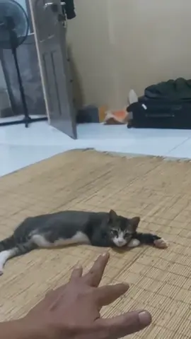 #cat #kucing #kucinglucu 