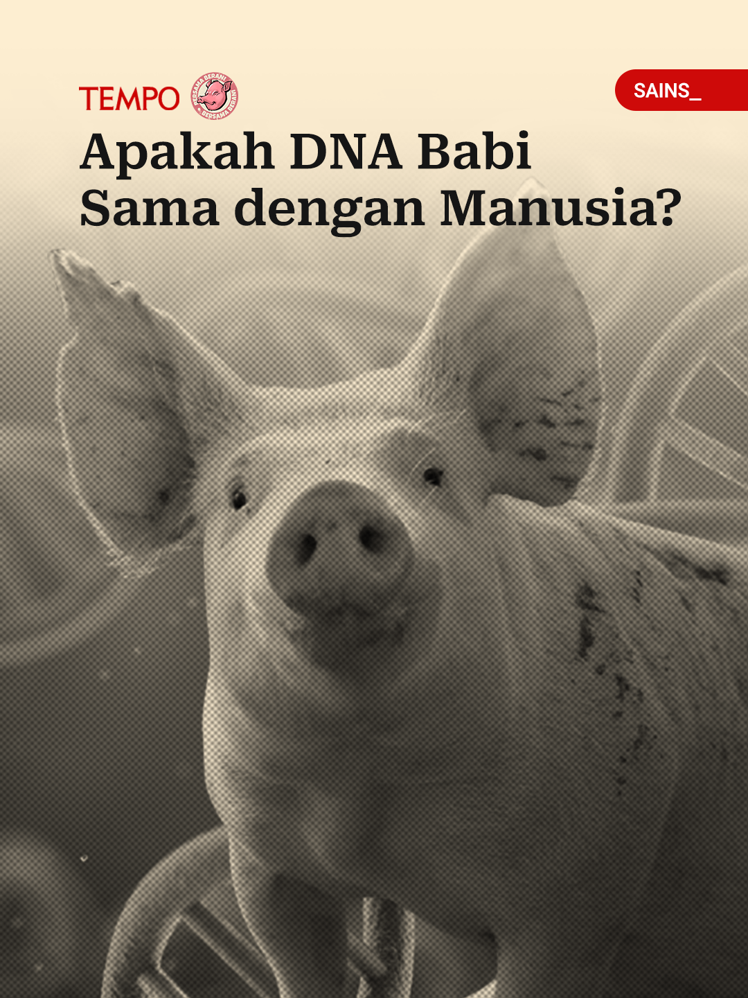 Sejumlah penelitian DNA menunjukkan kesamaan genetika antara manusia dan hewan lain seperti primata, terutama babi. 🐷 👨 Baca selengkapnya di tempo.co Dukung jurnalisme independen di s.id/BERSAMABERANI #BersamaBerani #TerorKepalaBabi #KamiBersamaTempo #EksplainerAITempo #DNA #manusia #babi