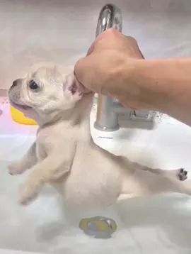 HEHEH PIBBLE
