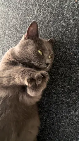 My sweet kitty 🤍 #котик #cat 