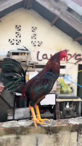 Dero kan dulu ayam tua🤪
