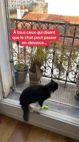 La réponse en vidéo : un dispositif 100% sécurité ! 😉 #securite #chat #fenetre #balcon #appartement #immeuble #maison #artisan #protection #chute #accident #paris #iledefrance #regionparisienne 