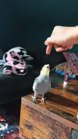 Slow motion bite . . . . #cockatiel   #cockatielsoftiktok   #cockatiellover   #foryoupage #foryou 