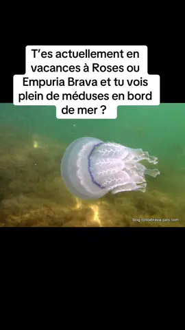 Méduses sur la Costa Brava #medusa #costabrava #empuriabrava #spain #vacances #españa 