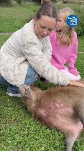 Häng med när Ystadsbarn träffar världens trendigaste djur! #fyp #foryoupagе #fördig #ystad #capybara 
