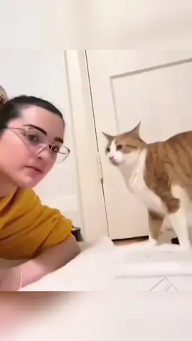 Meow #foryou #cat #fyp #funnyvideos #usa #funny #cattalking #catsoftiktok 