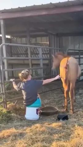 #horse#kick#donkey#foryou#fyp