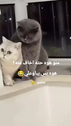 منشنو🥹❤💋#طششونيي🔫🥺😹💞 #متابعة #صعدو #محافضات_العراق #اكسبلور #احبكم #صعدو_الفيديو #شعب_الصيني_ماله_حل😂😂 #لايكات #مشاهير_تيك_توك #m #تصميمي #محرم #لايك_متابعه_اكسبلور #احبكم_يا_احلى_متابعين #لايك #كهرباء #محافضات_العراق #متابعة #mha #gfk #mhmad #mha #محرم #طششونيي🔫🥺😹💞 