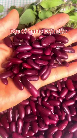 Mua tại  đây đậu đỏ hạt to Điện Biên #daudohattodienbien #chaukimhoang #chienbinhk #hanhtrinhchualanh   
