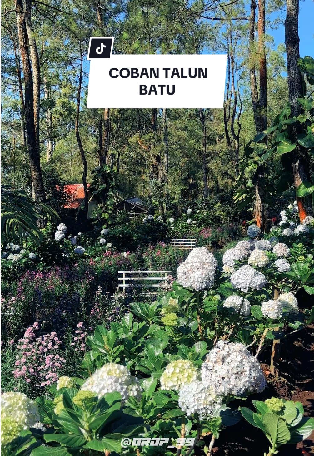 Coban Talun, Surga Tersembunyi Penuh Bunga di Kota Batu..🪻🌸🍃 📍Wisata Alam Coban Talun, Tulungrejo, Bumiaji, Kota Batu 💸 HTM kawasan wisata 12k, kebun bunga 10k  #batu #wisatabatu #explorebatu #exploremalangraya #batumalang #wisataalam #kebunbunga #cobantalun #bungahortensia #lavender 