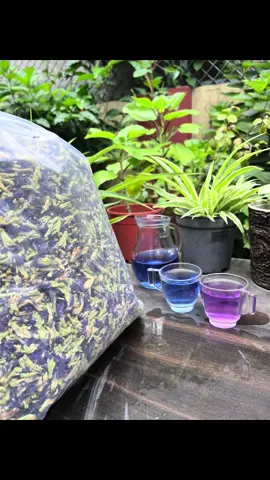 💙 Butterfly Pea Tea = Beauty + Brain Boost! Glow your skin, relax your mind and detox naturally 🌿✨ Just one magical sip! 🍋 #ButterflyPeaTea #BlueTea #GlowNaturally #BrainBoost #DetoxTime #ColorChangeTea  #WellnessInACup #NepalTea #HerbalTea #Antioxidants #HealthyGlow #TeaVibes #TeaLover #TeaForLife #NaturalRemedy #SelfCareSip #NepalTrend #TikTokNepal #WellnessDrink #nepalibrand #viral 