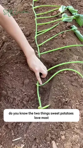 Sweet potatoes tips #olebrandselect #gardentok #eggshell #satisfysing #tiktokplants 