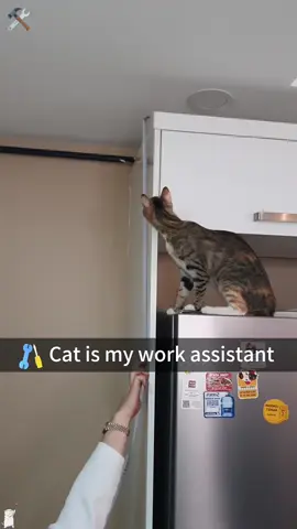 My cat is my new purr-essional assistant 😹👍#foryou #funnyvideos #usa #catsoftiktok #catlover #cat #pet #fpy 