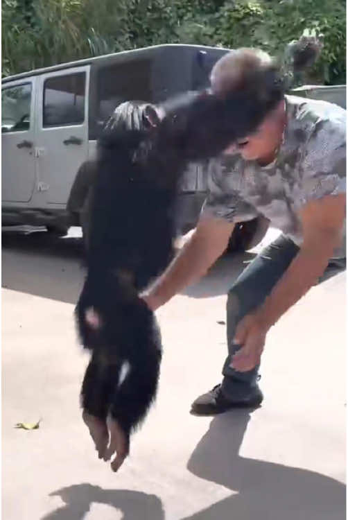 The Orangutan and Her Rescuer – An Unexpected Reunion. #Orangutan #Chimpanzee #unforgettablebond #reunited #Love #cute #foryoupage #surprise #wildlife #Love #animalstiktok #healing #limpopo #miss #animals #rescueanimals #reunion #rescuer #surprise #cute #foryoupage 