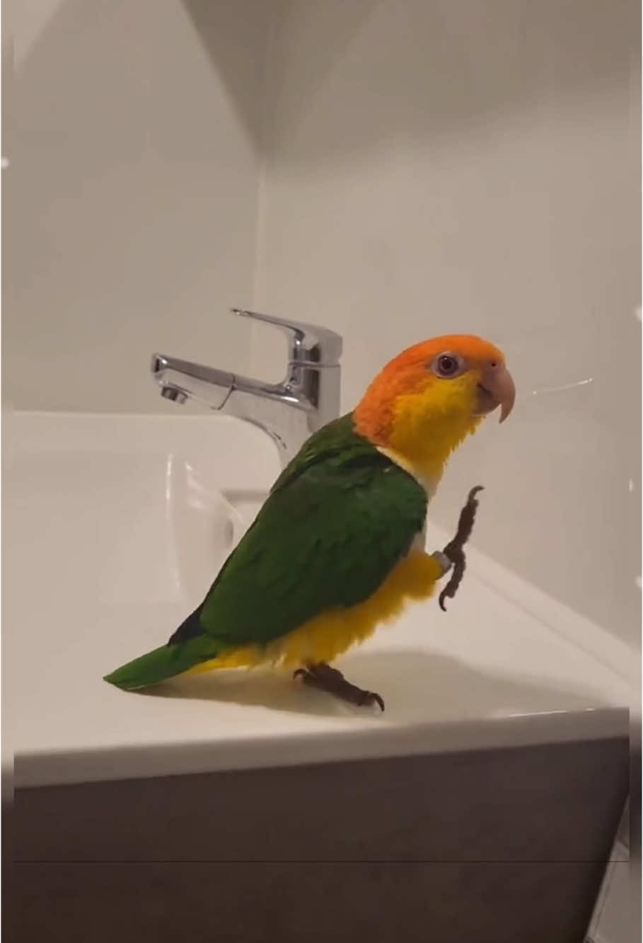 Parrots love Michael Jackson too #parrot #parrotsoftiktok #funnyparrot #funnyvideos #bird #lovebirds #parrotlover #birds #funnytiktok 