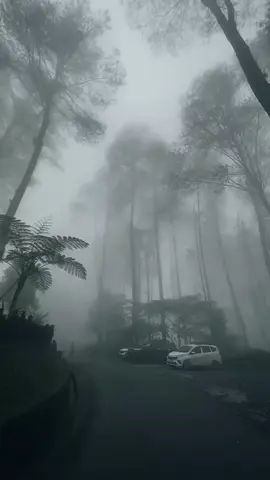 I'm not alone here, but I'am with my feeling #exile #taylorswift #forest 