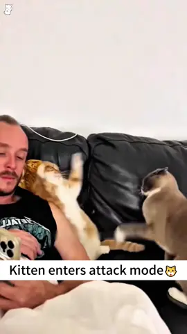 Kitten enters attack mode🐱#cat #kitten #funnycat #funnyvideos #funnytiktok #tiktok #cutecat #cute #catsoftiktok #foryou #fyp #pet 