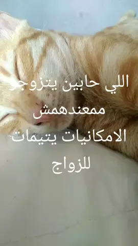 يتيمات للزواج بدون شروط