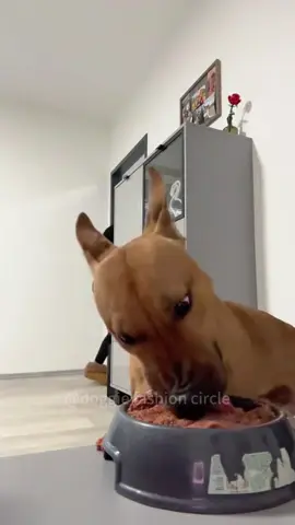 🐶 :”uhh ahh just give me a sec “#funny #dog #dogsoftiktoks #pet #funnyvideos🤣🤣🤣🤣 #foryou 