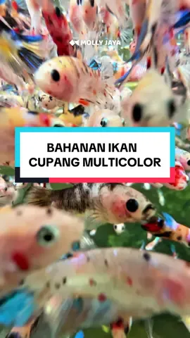 5.000 ekor bahanan ikan cupang plakat multicolor. 🥰 #mollyjaya #mollyjayaindonesia  #cupang #bettafish #ikanhias #cupangmulticolour #bahanancupangkontes #multicolorbetta #cupanghias #cupangkediri #cupangjakarta #betta_lover #eksporcupang #cupangmedan #cupangindonesia #cupangkediri 