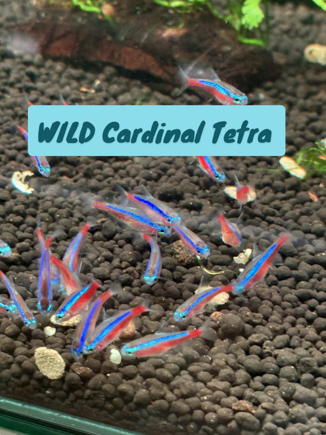 WILD CARDINAL TETRA memang rare dan warna lagi terang drpd yg biasa 😍  #cardinaltetra #wildanimals #ikancardinaltetra #aquariummalaysia #aquascape #aquascapemalaysia #aquariumhobby #ikanhias #aquariumshopmalaysia #aquariumviral #tiktokviral 