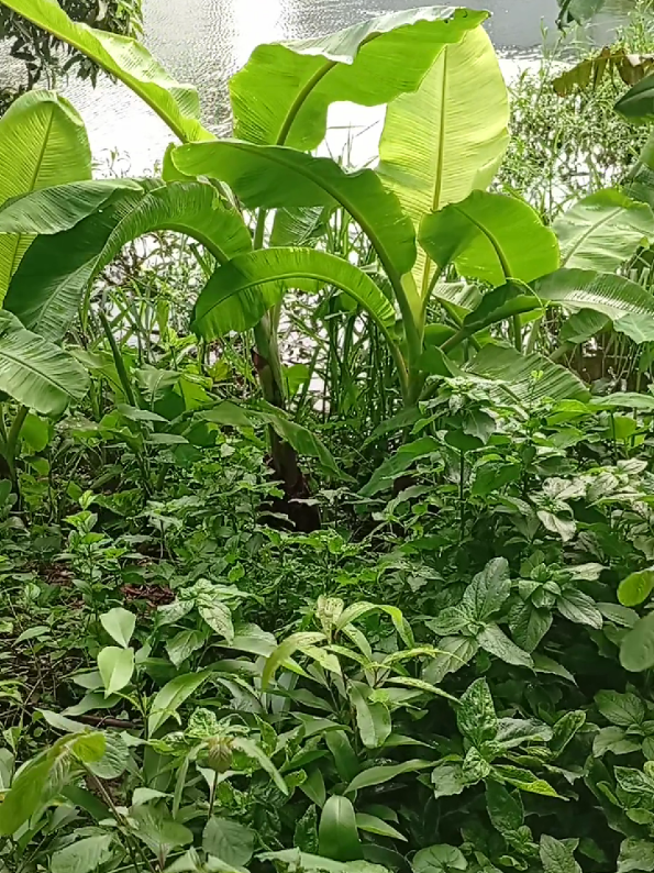 #গ্রামের প্রকৃতি খুবই সুন্দর#🥰🥰🥰🥰🥰🥰🥰🥰🥰🥰🥰 