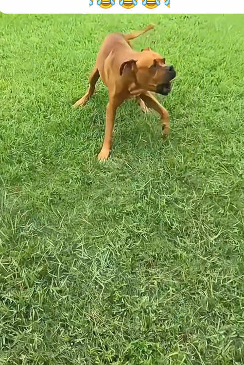 Can your dog out-drama mine? Challenge accepted!🤣🤣🤣#tiktok #funnytiktok #fyp #funnyvideos #foryou #dog #dogsoftiktok #happy #funnydog 