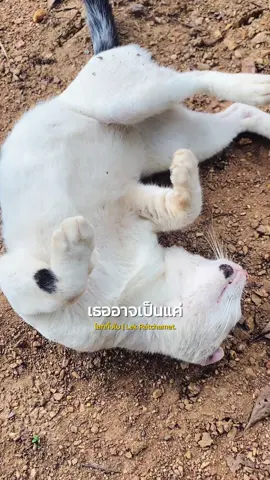 แมวมีหนวด🐈#CapCut 