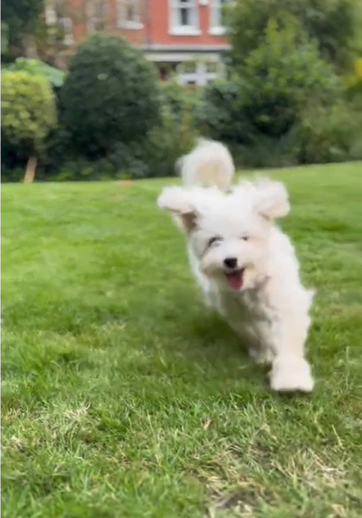 You heard it here first, it’s Olive approved 🐶  #vetvits #lovedbypets #petsupplement #poweredbyscience #trustedbyvets #jointsupport #dogvitamins #vitaminsfordogs #healthyjoints 